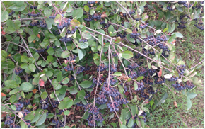 Aronia Berries Iowa