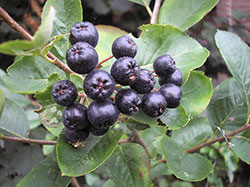 how to plant aronia berries, aronia berries iowa